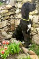 /album/fotogalerie6/bernadete-from-black-elizabeths-meadows-04-jpg/